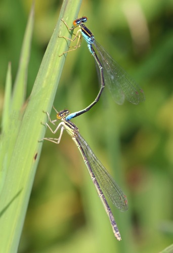 Mated pair
9 June 2012 TN, Bedford Co.